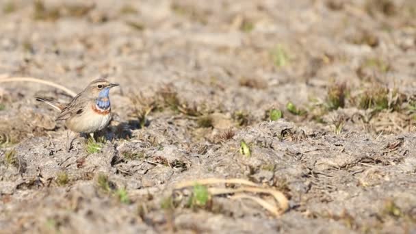 Bluethroat rages and catches insects — стоковое видео