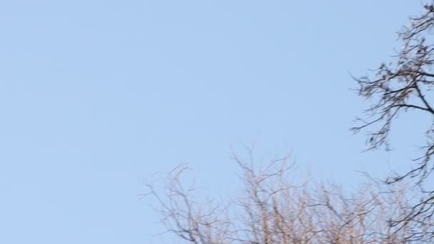 Forest pigeon flies and carries a branch in its beak — Vídeo de Stock