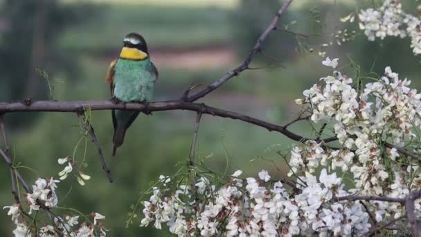 Beautiful spring bird sits on a flowering branch — Stockvideo