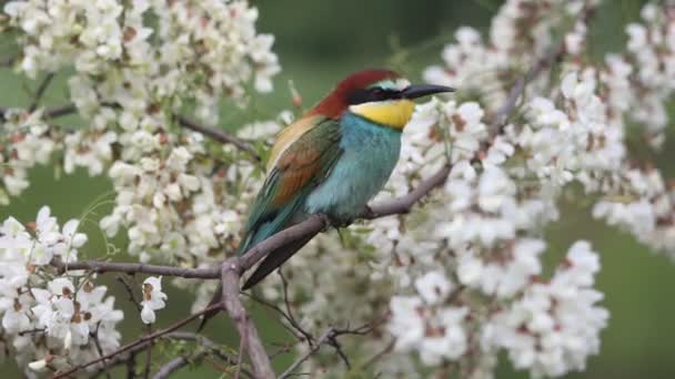 Beautiful tropical bird sitting on a blossoming branch — Stock Video