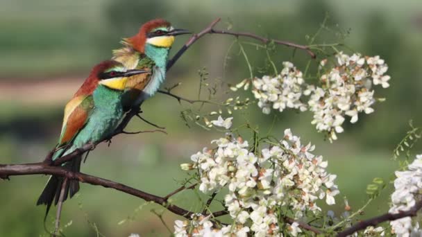 Beautiful tropical birds sit on a blossoming branch — Stockvideo