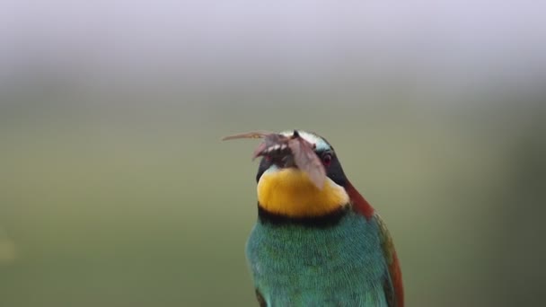 Bee-eater juggles a beetle sitting on a branch slow motion — Stock Video