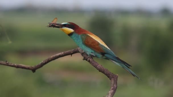 Abejero hace malabares con un escarabajo sentado en una rama — Vídeos de Stock