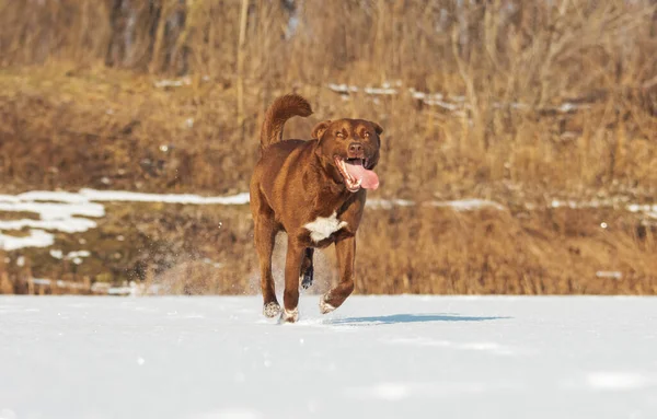 Fröhlicher Hund mit Zunge läuft durch den Schnee — Stockfoto