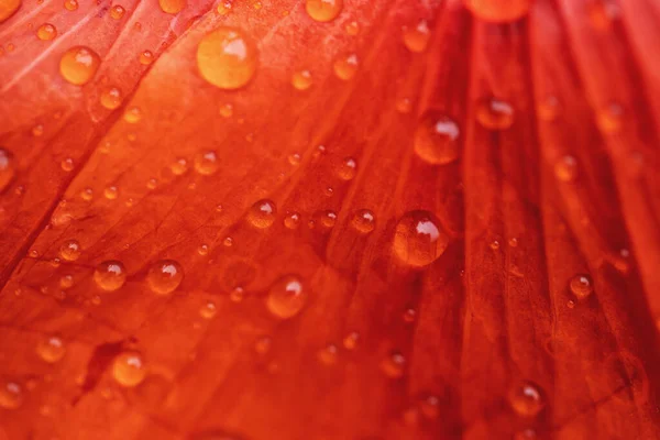 Gotas de rocío en un primer plano pétalo de amapola — Foto de Stock