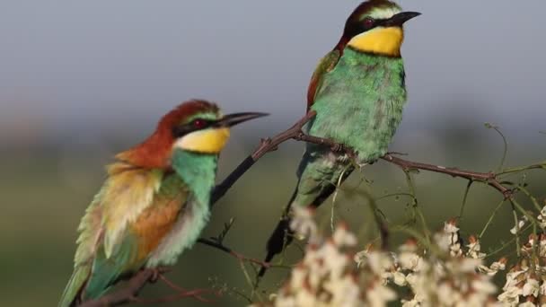 Πολύχρωμα πουλιά του παραδείσου σε ένα ανθισμένο κλαδί — Αρχείο Βίντεο