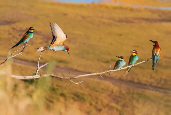 Beaux oiseaux de couleur dans les rayons du coucher du soleil du soleil — Photo