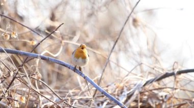 Robin bir bahar sabahı çalılıklarda şarkı söyler.