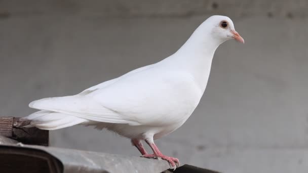 Hermosa paloma blanca sentada en el techo — Vídeos de Stock