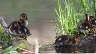 Küçük ördek yavruları yalan söyleyen bir ağaçta dinleniyor.