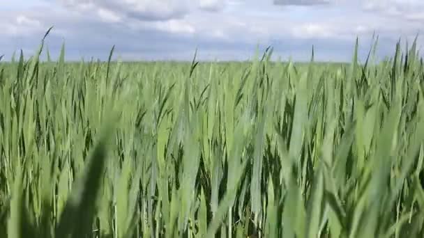 Zielone pole pszenicy przeciwko pięknym niebem — Wideo stockowe