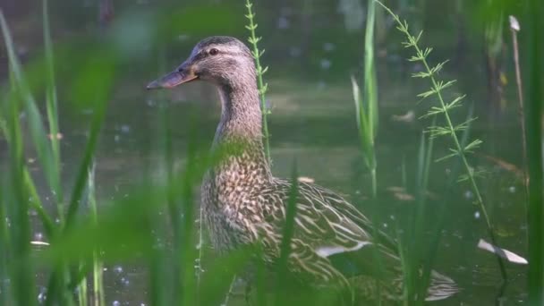 Madre pato entre matorrales verdes — Vídeos de Stock