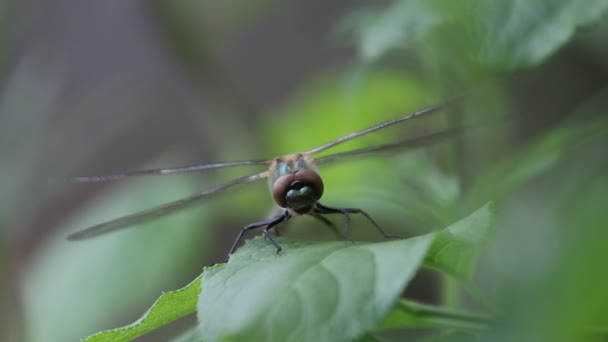 Neugeborene Libelle trocknet ihre Flügel an einem Stiel — Stockvideo