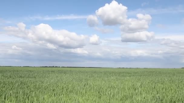 Wiosenne zielone pole przeciwko pięknemu niebu — Wideo stockowe