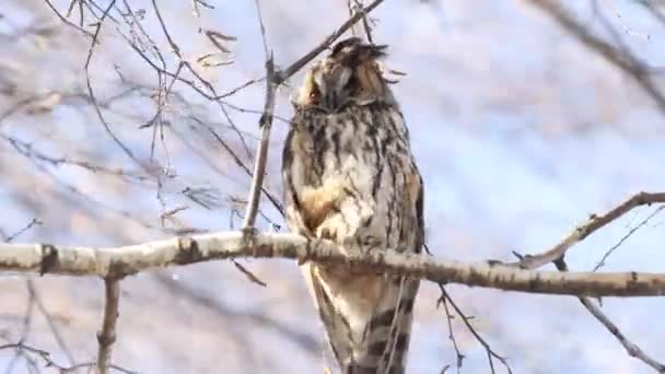En uggla gömmer sig från en stark vind bakom en liten gren — Stockvideo