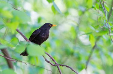 Siyah kuş ilkbahar yeşilliğinin arasında oturur.