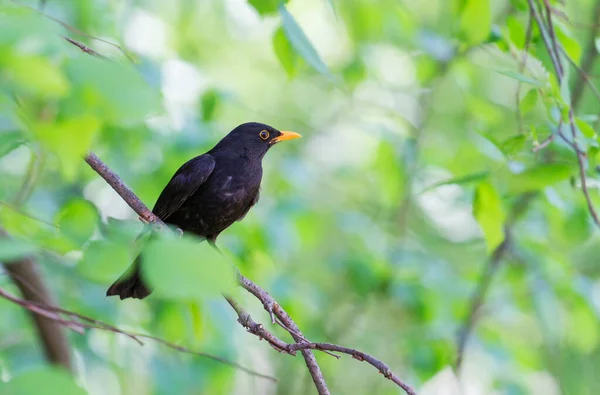 Black bird sits among spring greenery — Stock Photo, Image