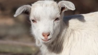 Küçük beyaz keçi yavaşça kulaklarını sallıyor.