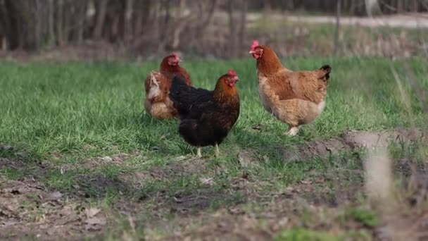 Chickens stand among the green lawn — Stock Video
