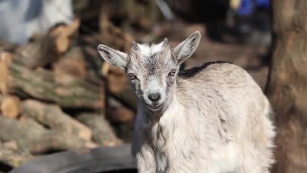 Koza rychle žvýká a dívá se do kamery — Stock video