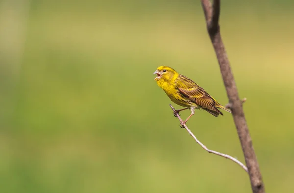 Hermoso pájaro con plumaje amarillo canta en primavera — Foto de Stock