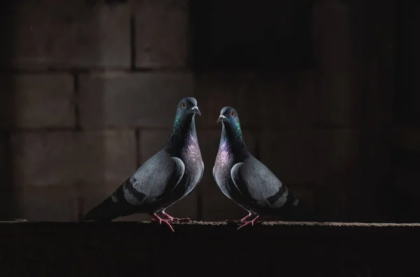 Para gołębi siedzących w ciemności — Zdjęcie stockowe