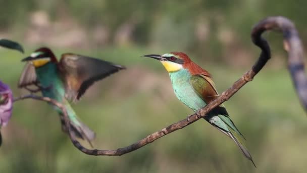 Hermosas aves de colores vuelan y se sientan en una rama — Vídeos de Stock