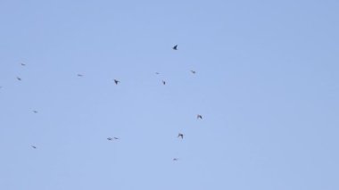 Bahar gökyüzünde uçan arı yiyiciler sürüsü