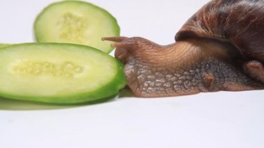 Beyaz arka planda salyangoz, salatalık ye. Yaklaş.