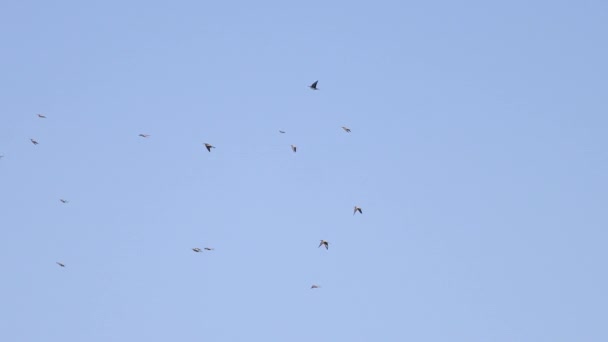 Flock av bi-ätare flyger på våren himlen — Stockvideo