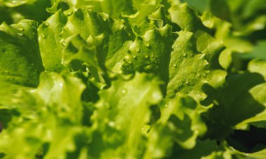 bahar yeşili çiğ taneli taze marul