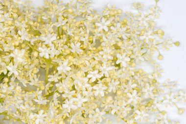 Beyaz bir arka planda beyaz mürver çiçeği.