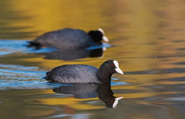 Foulques nage sur un lac printanier — Photo