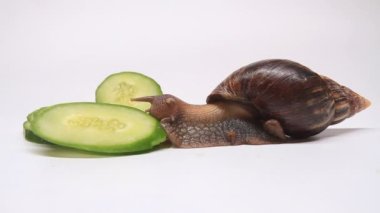 Beyaz arka plandaki salyangoz salatalık yer.