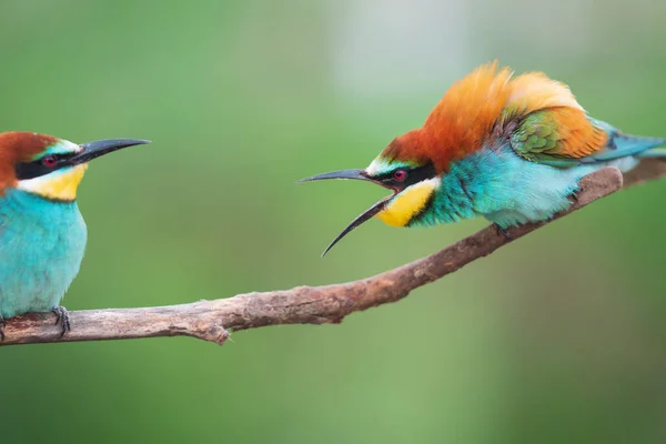 Bellissimi uccelli colorati si scontrano su un ramo — Foto Stock
