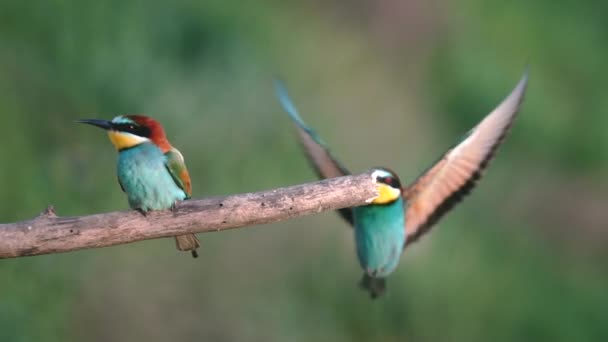 Όμορφα πουλιά κάθονται σε ένα κλαδί στις ακτίνες του ήλιου το βράδυ — Αρχείο Βίντεο