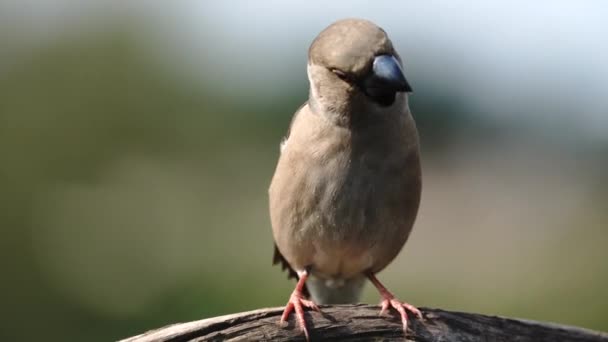 Grosbeak na gałęzi rozgląda się dookoła — Wideo stockowe