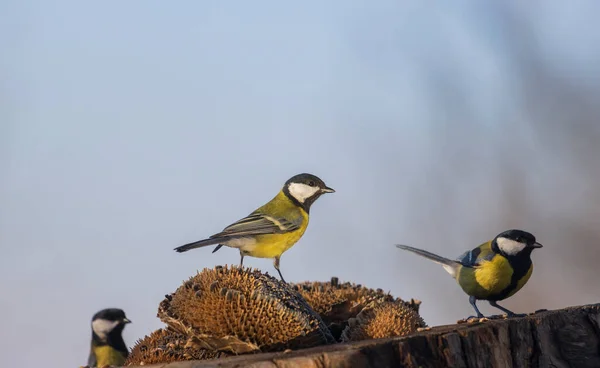 Tits on the feeder looking to the side — Stockfoto