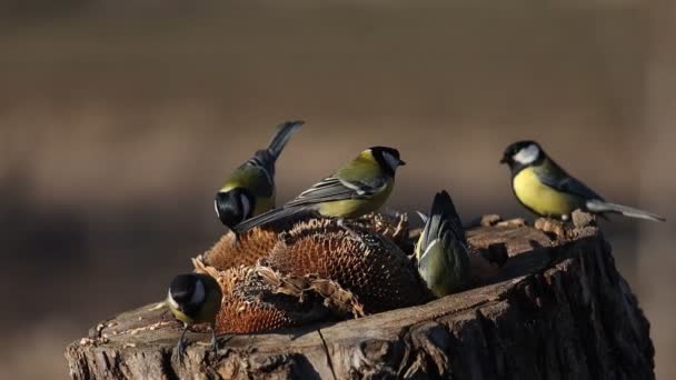 Flock of tits on a stump collects sunflower seeds — Stockvideo