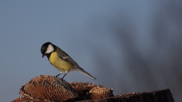 Gelb-schwarzer Vogel schnappt sich einen Samen und fliegt davon — Stockvideo