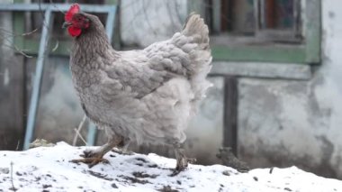 Gri tavuk karda yürür ve tökezler