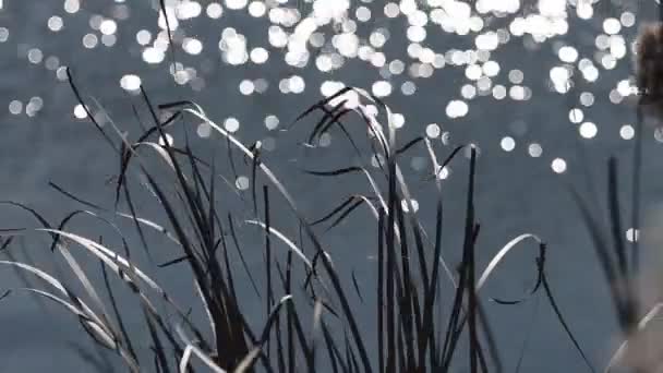 Beautiful stems sway against the backdrop of the reflections of water — Stock Video