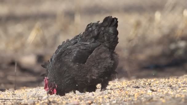 Zwarte kippenharken graan met zijn poot — Stockvideo