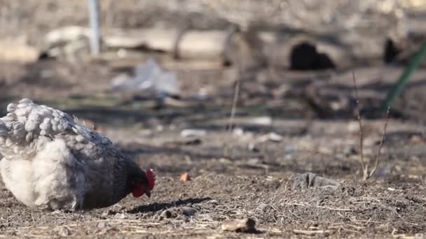 Kip harkt de grond op zoek naar graan — Stockvideo