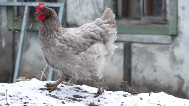 Grijze kip loopt in de sneeuw en struikelt — Stockvideo