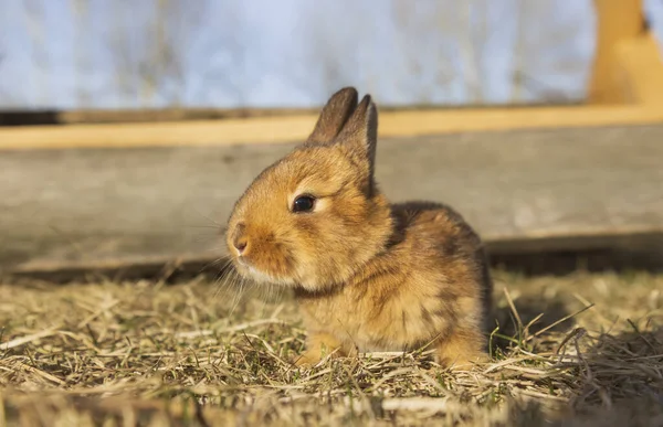 Klein konijntje zit in het gras — Stockfoto