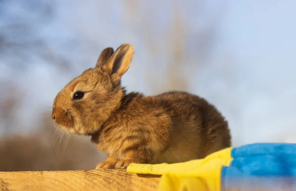 Kaninhjälte med gul och blå flagga — Stockfoto