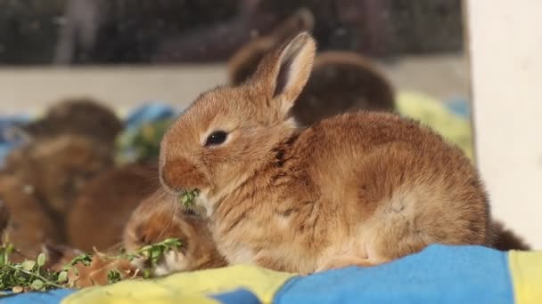 Le lapin mâche de l'herbe sur un fond jaune-bleu — Video