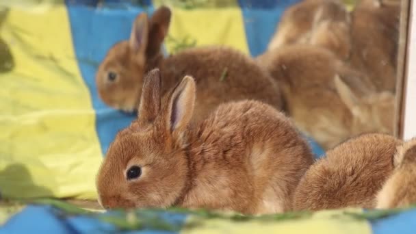 Conigli saltare su uno sfondo giallo-blu — Video Stock