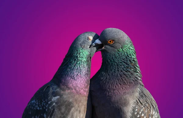 Beijar pombas na forma de um coração em um fundo colorido — Fotografia de Stock